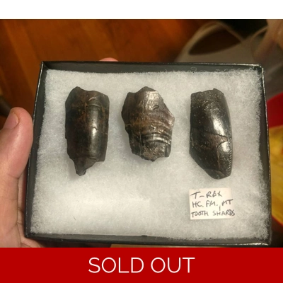 Big Tyrannosaurus Rex Tooth Partial Shard Fossils Big Tyrannosaurus Rex Tooth Partial Shard Fossils